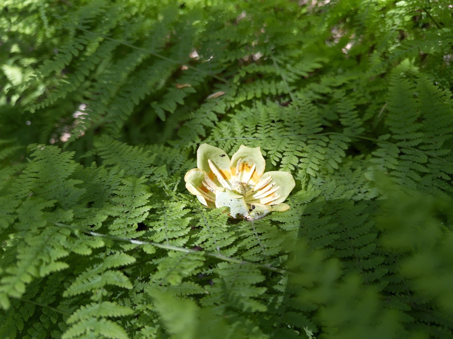 Tulip poplar flower sitting in hay scented fern