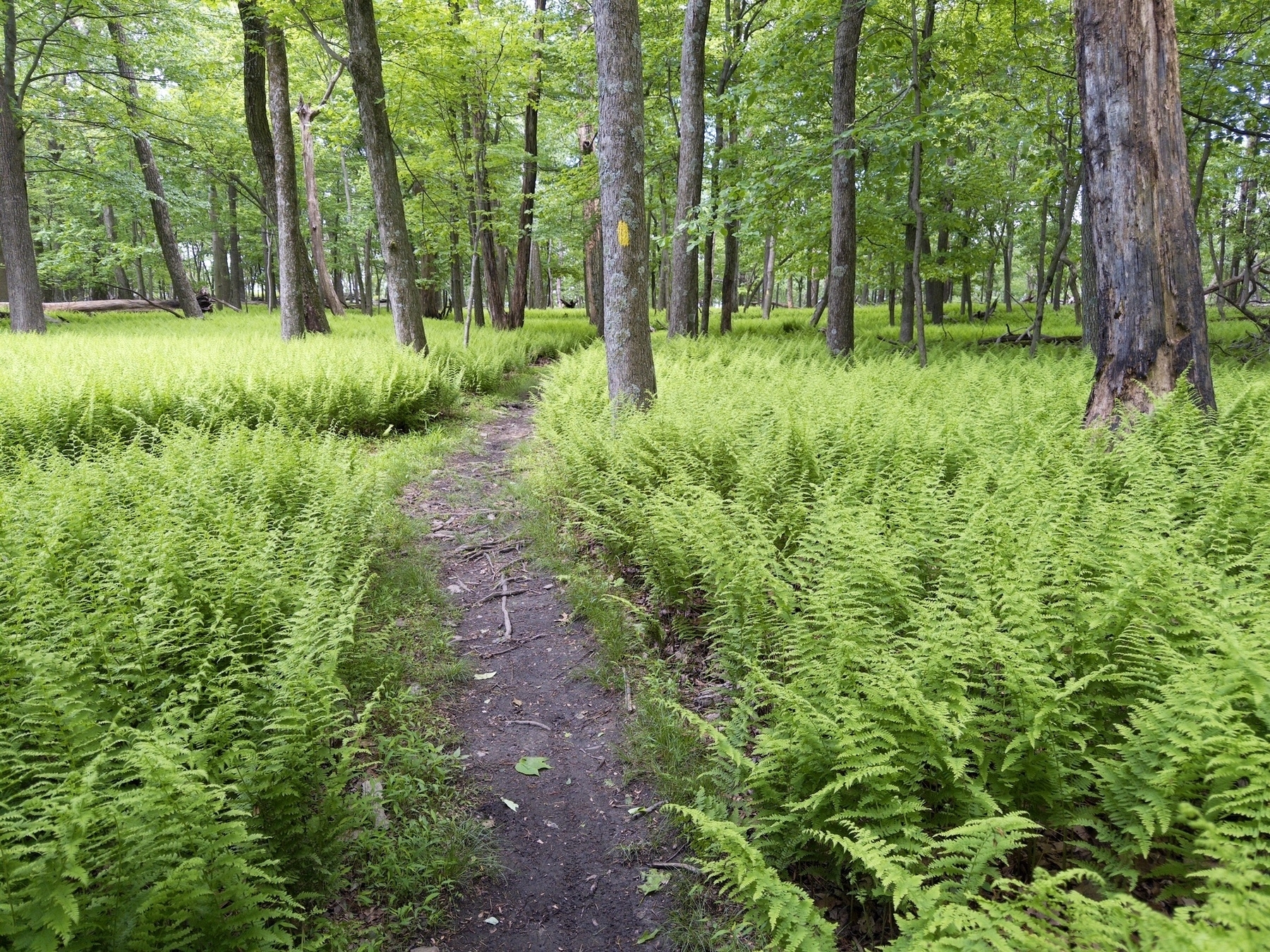 A huge swath of ferns in the forest