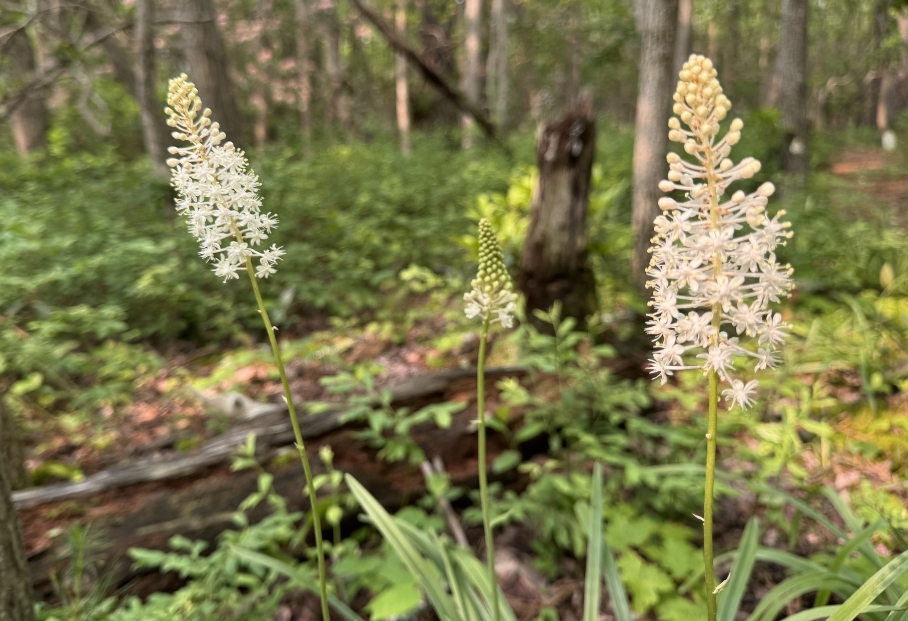 fly poison (type of native lily) in the forest
