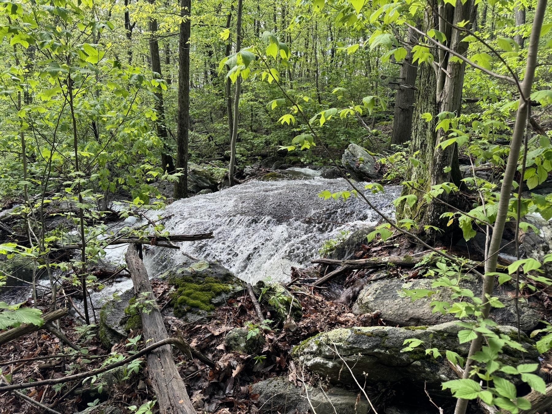 A view of heavy runoff in Frederick, Maryland, municipal forest in Catoctin mountains