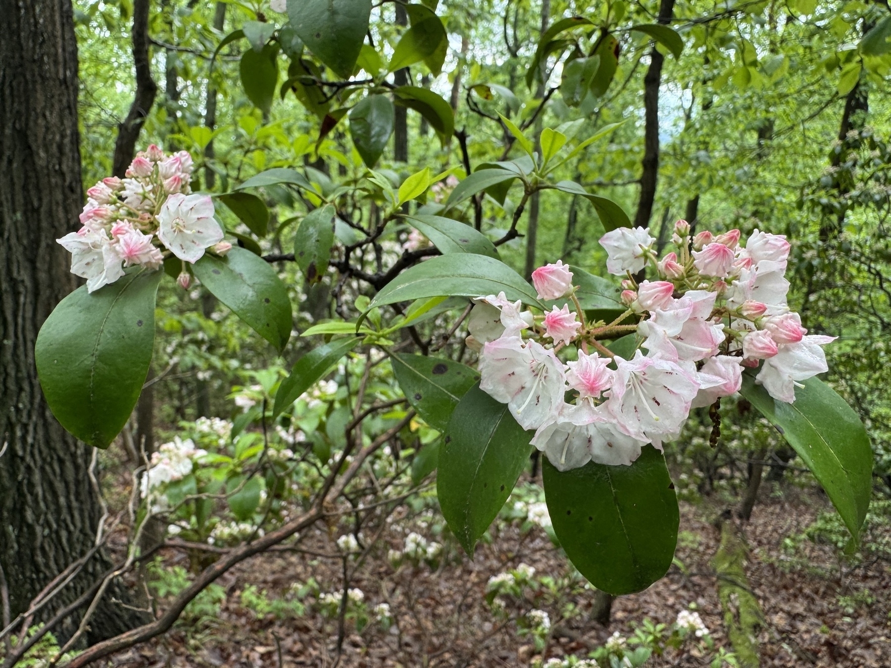White and pink flowers on mountain laurel in the Catoctin mountains, Frederick, Maryland