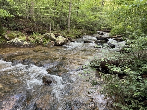 tenkara-050925.jpeg Tenkara fishing on small stream in Catoctin Mountains, Maryland