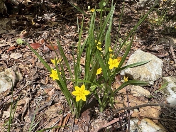 yellow-star-grass.jpeg Yellow star grass.